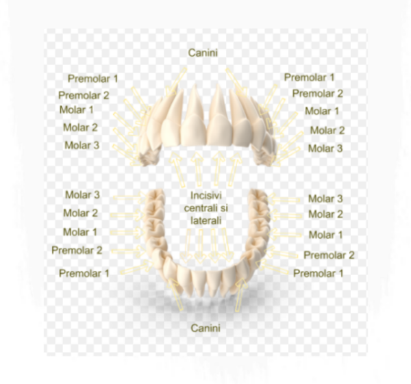 Tipurile de dinti - Dantura completa